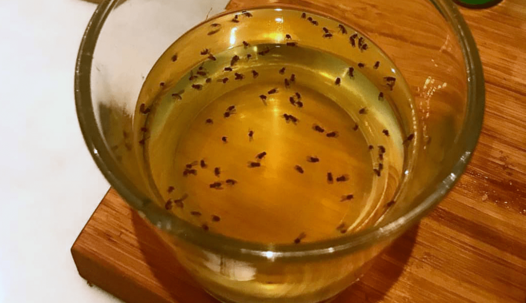 Apple Cider Vinegar Trap