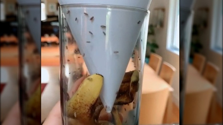 Banana Peel flies Trap