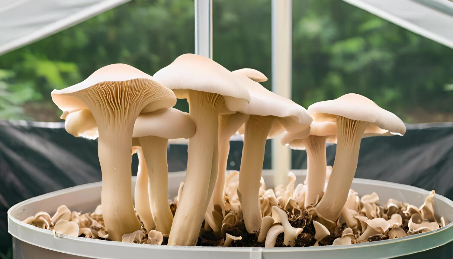 Oyster Mushrooms recipe