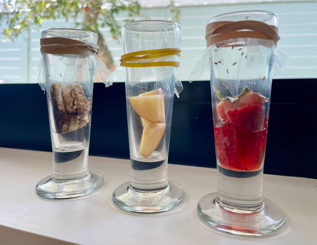 Plastic Wrap Fly Trap