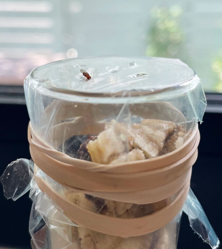 Plastic Wrap Fruit Fly Trap