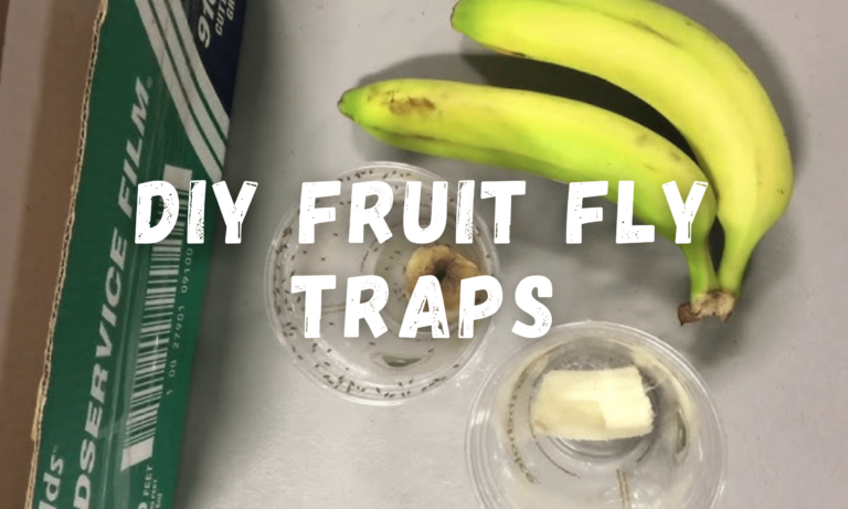 diy fruit fly trap