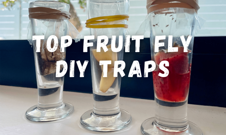 how to get rid of fruit flies