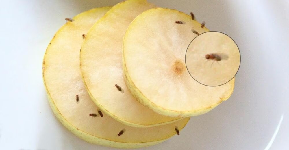 how to get rid of fruit flies