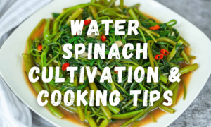 water spinach